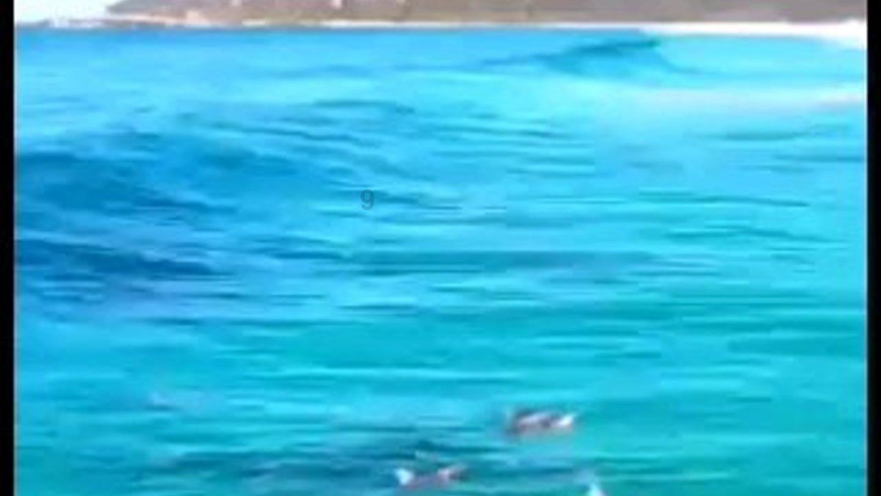 动物帮帮忙保卫家园